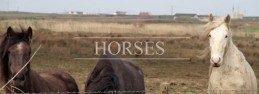 horses